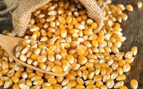 CORN /ചോളം